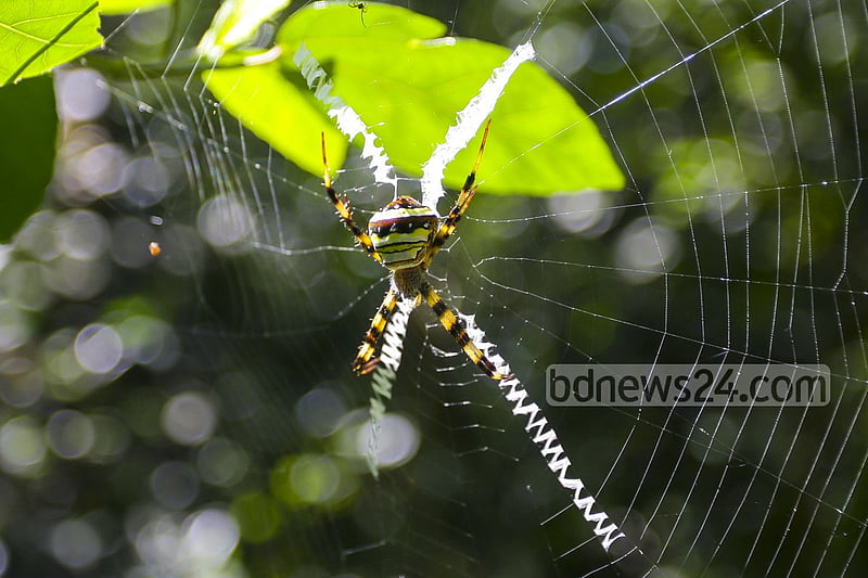 লাউয়াছড়া জঙ্গলে সিগনেচার স্পাইডার।  
