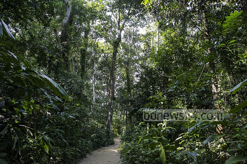 লাউয়াছড়ার গভীর জঙ্গল।  