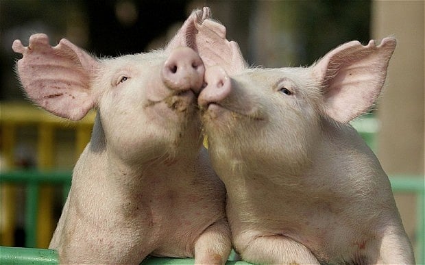 Pigs as smart as chimps!