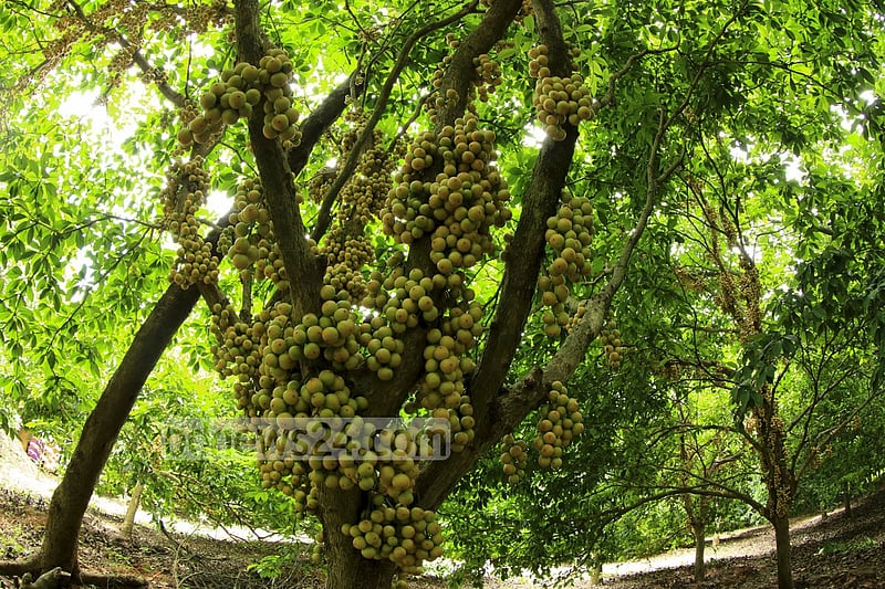 নরসিংদীর বেলাব উপজেলার কামারবো গ্রামে গাছে পাকা লটকন। ফলন ভালো হওয়ায় জেলার বিভিন্ন জায়গায় এখন বাণিজ্যিকভাবে লটকনের চাষ হচ্ছে। ছবি: মুস্তাফিজ মামুন