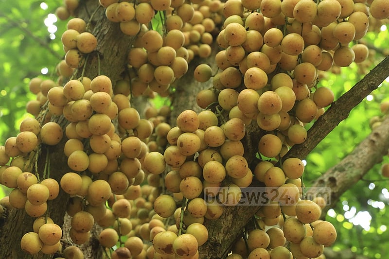 নরসিংদীর বেলাব উপজেলার কামারবো গ্রামে গাছে পাকা লটকন। ফলন ভালো হওয়ায় জেলার বিভিন্ন জায়গায় এখন বাণিজ্যিকভাবে লটকনের চাষ হচ্ছে। ছবি: মুস্তাফিজ মামুন