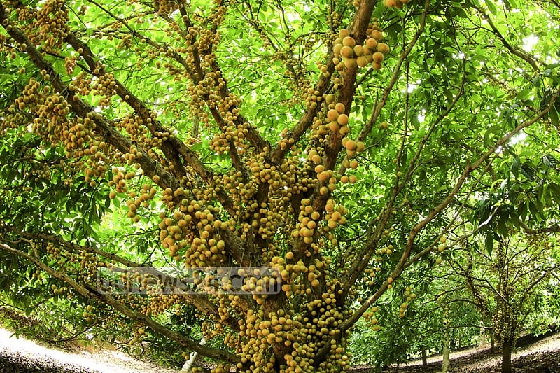 নরসিংদীর বেলাব উপজেলার কামারবো গ্রামে গাছে পাকা লটকন। ফলন ভালো হওয়ায় জেলার বিভিন্ন জায়গায় এখন বাণিজ্যিকভাবে লটকনের চাষ হচ্ছে। ছবি: মুস্তাফিজ মামুন