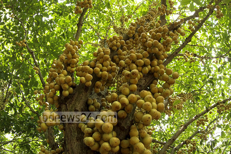 নরসিংদীর বেলাব উপজেলার কামারবো গ্রামে গাছে পাকা লটকন। ফলন ভালো হওয়ায় জেলার বিভিন্ন জায়গায় এখন বাণিজ্যিকভাবে লটকনের চাষ হচ্ছে। ছবি: মুস্তাফিজ মামুন