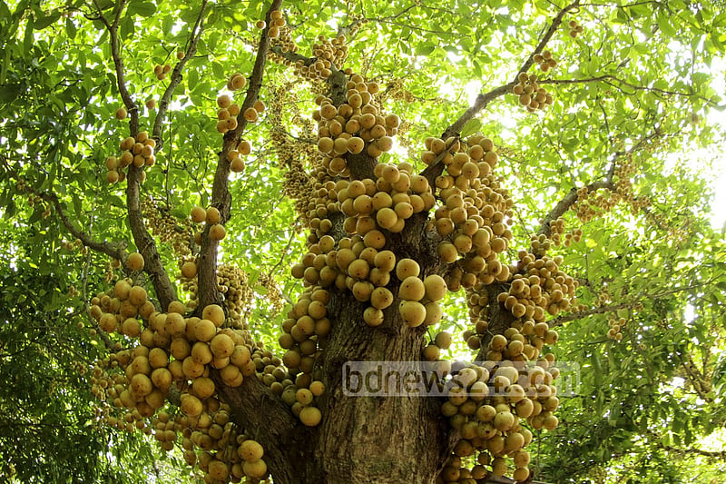 নরসিংদীর বেলাব উপজেলার কামারবো গ্রামে গাছে পাকা লটকন। ফলন ভালো হওয়ায় জেলার বিভিন্ন জায়গায় এখন বাণিজ্যিকভাবে লটকনের চাষ হচ্ছে। ছবি: মুস্তাফিজ মামুন