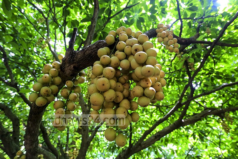 নরসিংদীর বেলাব উপজেলার কামারবো গ্রামে গাছে পাকা লটকন। ফলন ভালো হওয়ায় জেলার বিভিন্ন জায়গায় এখন বাণিজ্যিকভাবে লটকনের চাষ হচ্ছে। ছবি: মুস্তাফিজ মামুন