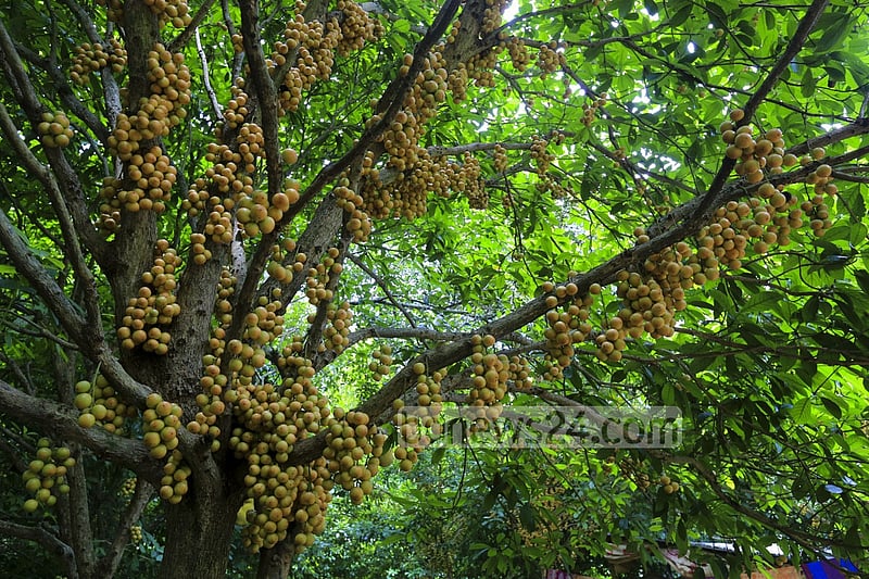 নরসিংদীর বেলাব উপজেলার কামারবো গ্রামে গাছে পাকা লটকন। ফলন ভালো হওয়ায় জেলার বিভিন্ন জায়গায় এখন বাণিজ্যিকভাবে লটকনের চাষ হচ্ছে। ছবি: মুস্তাফিজ মামুন