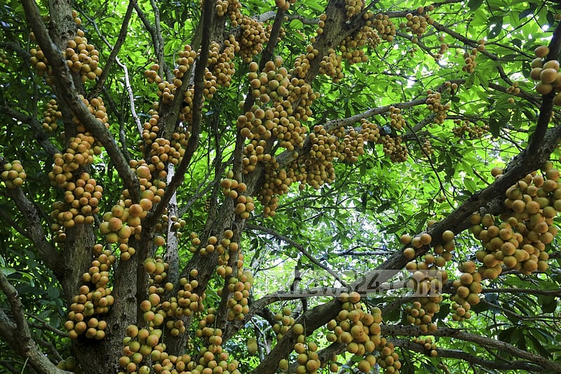 নরসিংদীর বেলাব উপজেলার কামারবো গ্রামে গাছে পাকা লটকন। ফলন ভালো হওয়ায় জেলার বিভিন্ন জায়গায় এখন বাণিজ্যিকভাবে লটকনের চাষ হচ্ছে। ছবি: মুস্তাফিজ মামুন