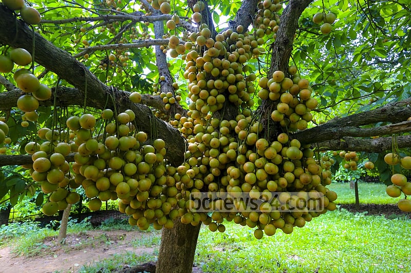 নরসিংদীর বেলাব উপজেলার কামারবো গ্রামে গাছে পাকা লটকন। ফলন ভালো হওয়ায় জেলার বিভিন্ন জায়গায় এখন বাণিজ্যিকভাবে লটকনের চাষ হচ্ছে। ছবি: মুস্তাফিজ মামুন