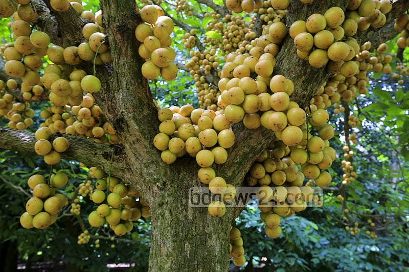 নরসিংদীর বেলাব উপজেলার কামারবো গ্রামে গাছে পাকা লটকন। ফলন ভালো হওয়ায় জেলার বিভিন্ন জায়গায় এখন বাণিজ্যিকভাবে লটকনের চাষ হচ্ছে। ছবি: মুস্তাফিজ মামুন