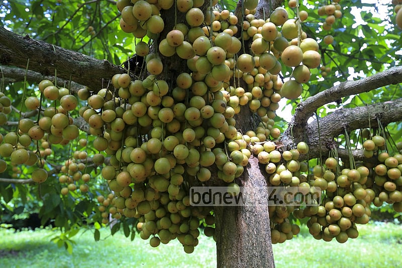 নরসিংদীর বেলাব উপজেলার কামারবো গ্রামে গাছে পাকা লটকন। ফলন ভালো হওয়ায় জেলার বিভিন্ন জায়গায় এখন বাণিজ্যিকভাবে লটকনের চাষ হচ্ছে। ছবি: মুস্তাফিজ মামুন