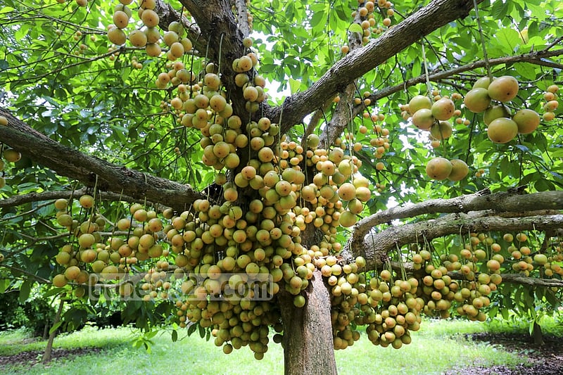 নরসিংদীর বেলাব উপজেলার কামারবো গ্রামে গাছে পাকা লটকন। ফলন ভালো হওয়ায় জেলার বিভিন্ন জায়গায় এখন বাণিজ্যিকভাবে লটকনের চাষ হচ্ছে। ছবি: মুস্তাফিজ মামুন