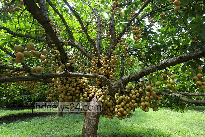নরসিংদীর বেলাব উপজেলার কামারবো গ্রামে গাছে পাকা লটকন। ফলন ভালো হওয়ায় জেলার বিভিন্ন জায়গায় এখন বাণিজ্যিকভাবে লটকনের চাষ হচ্ছে। ছবি: মুস্তাফিজ মামুন