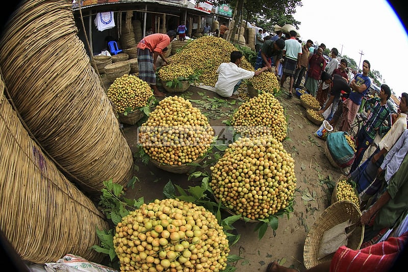 নরসিংদীর বেলাব ও শিবপুর উপজেলার বিভিন্ন গ্রামে এ বছর লটকনের ফলন ভালো হওয়ায় মরজাল বাজারে এর সমাগমও ভালো। ছবি: মুস্তাফিজ মামুন
