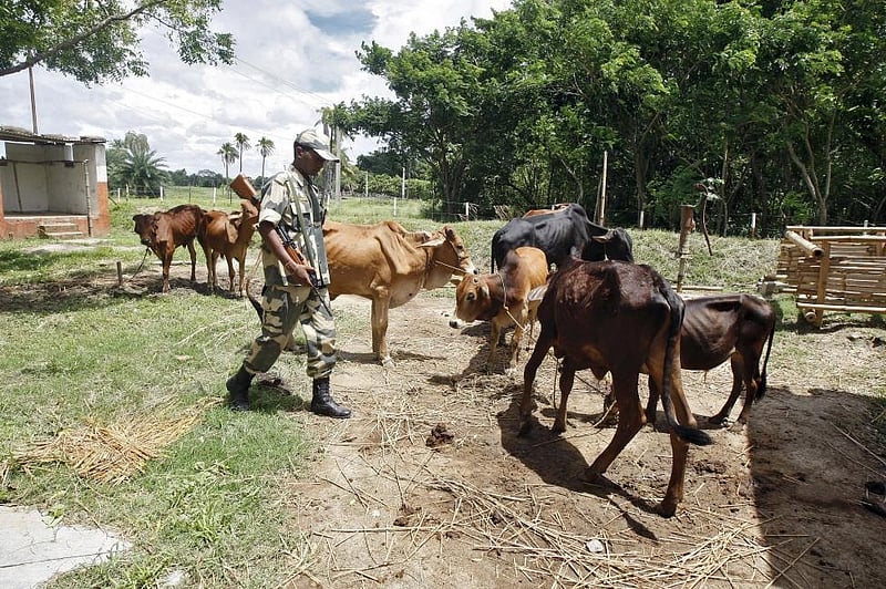 Beef rates shoot up in Bangladesh as India restricts smuggling on cows