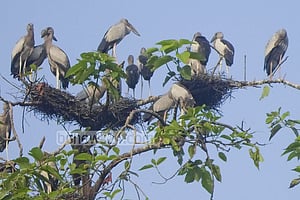 Faint Flutter of Openbill Storks in Netrokona's Monatia