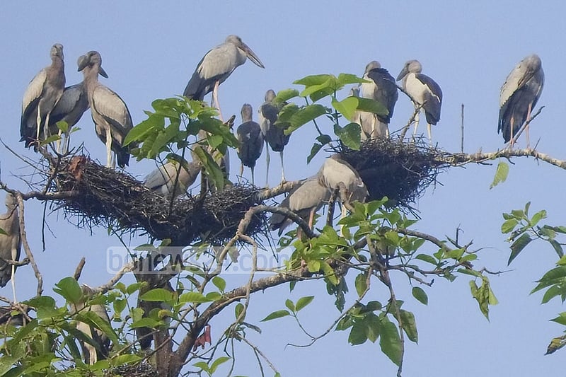 Faint Flutter of Openbill Storks in Netrokona's Monatia