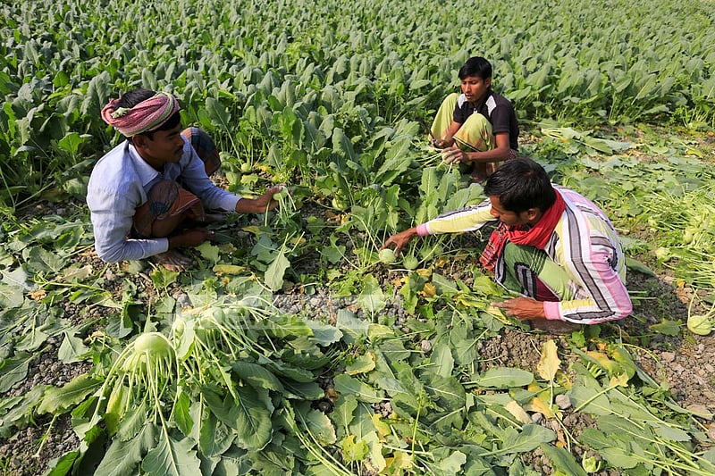 Farmers harvesting turnips in their fields in Dhaka’s Keraniganj.