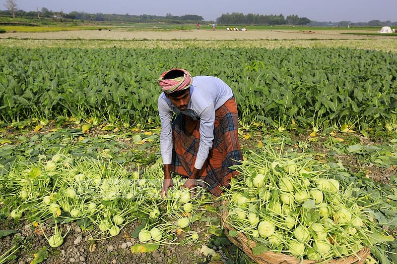 Farmers harvesting turnips in their fields in Dhaka’s Keraniganj.