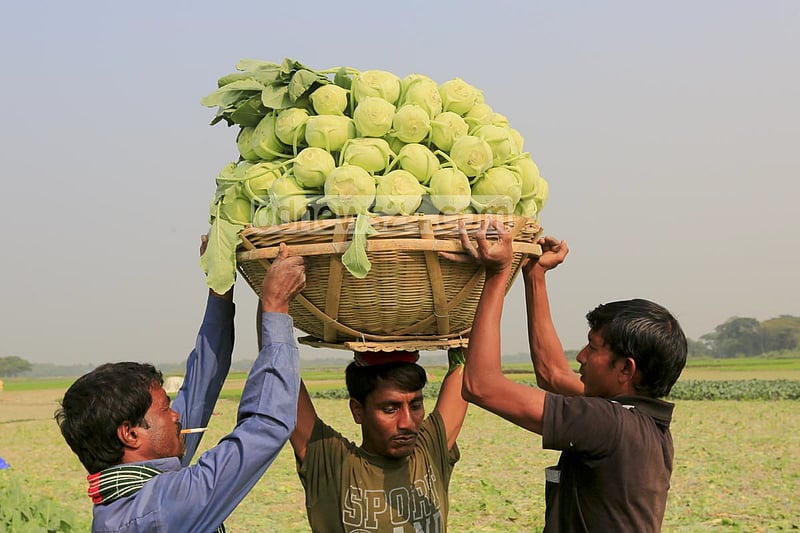 A farmer returning from field with turnips.