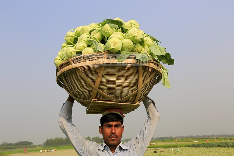 A farmer returning from field with turnips.