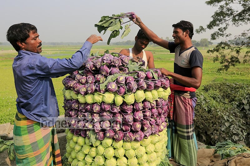 Farmers in Keraniganj’s Hajratpur stacking turnips for sending them to market.