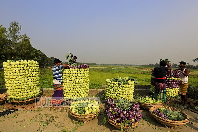 Farmers in Keraniganj’s Hajratpur stacking turnips for sending them to market.