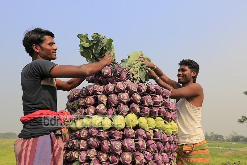 Farmers in Keraniganj’s Hajratpur stacking turnips for sending them to market.