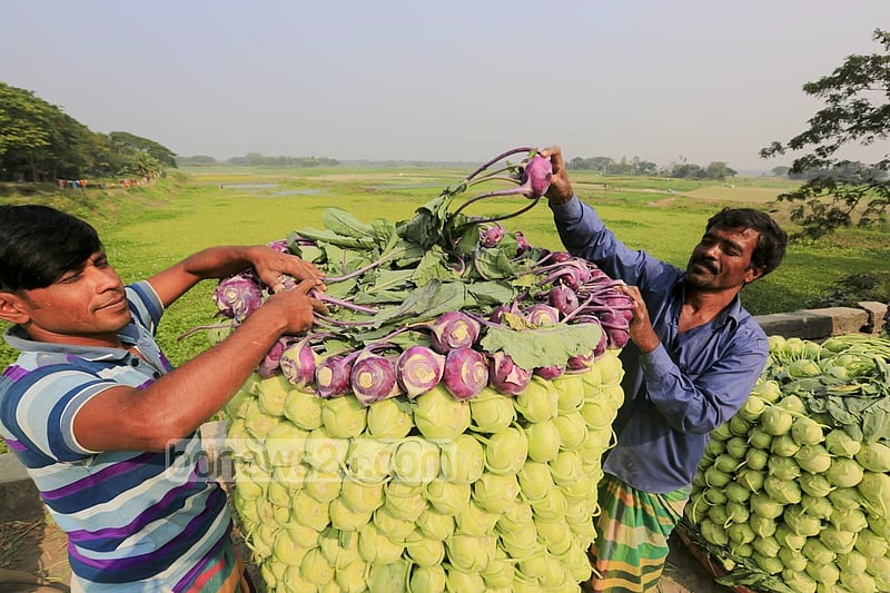 Farmers in Keraniganj’s Hajratpur stacking turnips for sending them to market.