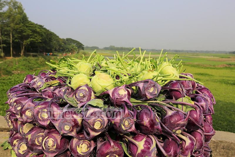 Turnips stacked along the road before transportation to market.