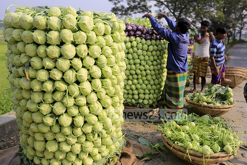 Farmers in Keraniganj’s Hajratpur stacking turnips for sending them to market.