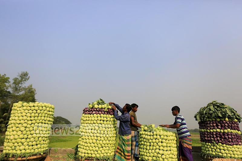 Farmers in Keraniganj’s Hajratpur stacking turnips for sending them to market.