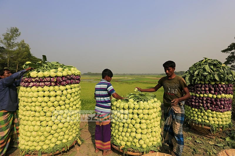 Farmers in Keraniganj’s Hajratpur stacking turnips for sending them to market.