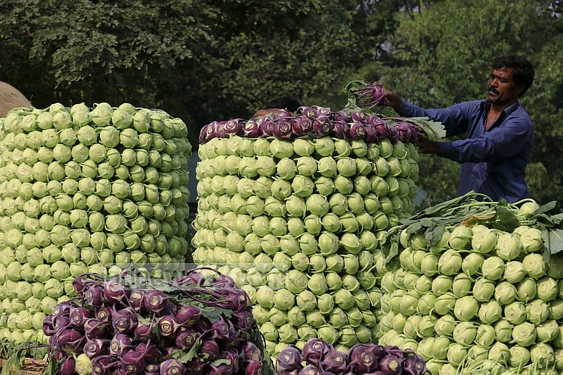 A farmer in Keraniganj’s Hajratpur stacking turnips for sending them to market.