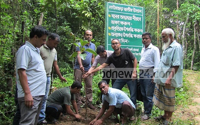 লাউয়াছড়ায় ১২ হাজার বৃক্ষচারা রোপণ