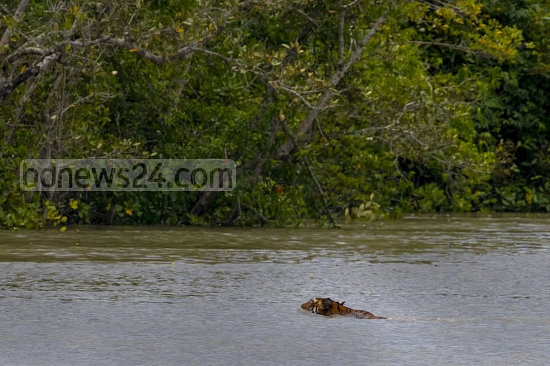 A tiger swims across a creek near the Katka sanctuary in the Sundarbans. The photo was taken on Jul 9 afternoon.