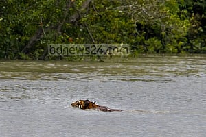 Sundarbans Tiger