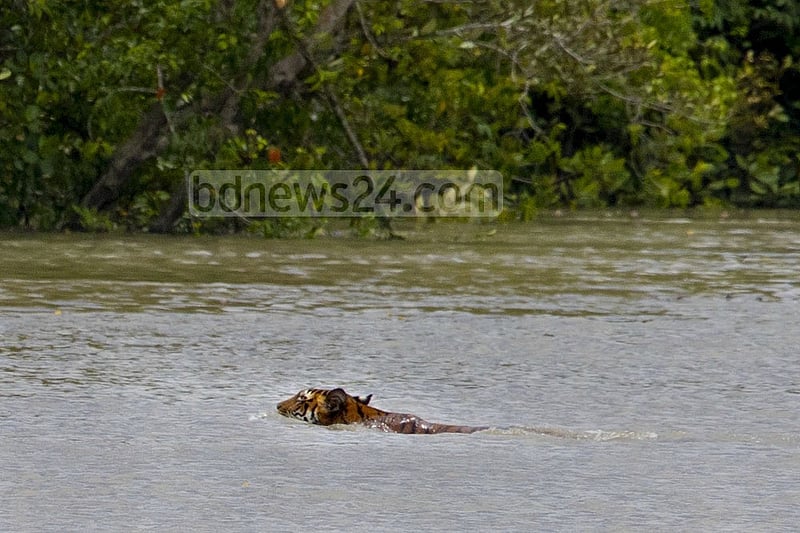A tiger swims across a creek near the Katka sanctuary in the Sundarbans. The photo was taken on Jul 9 afternoon.