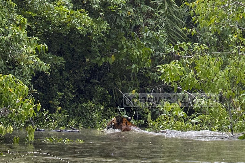 A tiger swims across a creek in the Katka sanctuary of the Sundarbans to enter the forest. The photo was taken on Jul 9 afternoon.