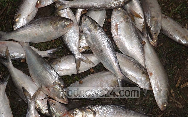 কুষ্টিয়ায় ইলিশ ধরায় ১২ জেলের কারাদণ্ড