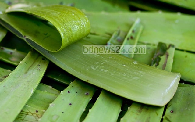 গরমে ত্বকের সমস্যা সমাধানে অ্যালো ভেরার বরফ