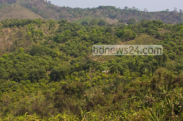 লামায় বন্য হাতির আক্রমণে নারীর মৃত্যু