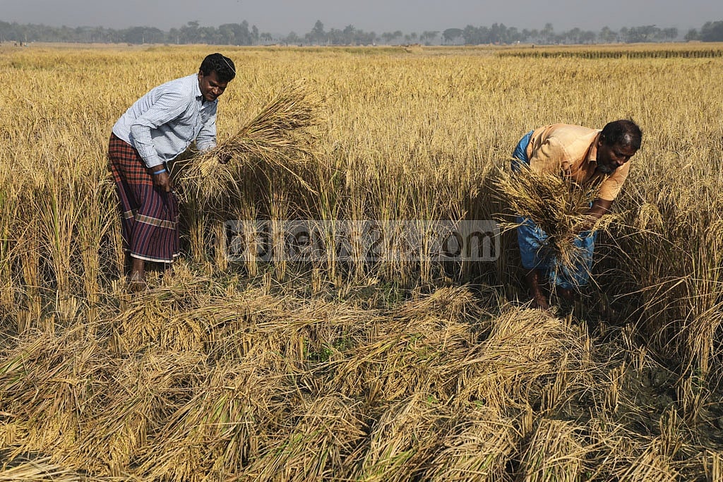 সিরাজগঞ্জে আমন সরবরাহে অনাগ্রহ মিল মালিকদের