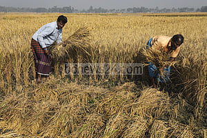 সিরাজগঞ্জে আমন সরবরাহে অনাগ্রহ মিল মালিকদের