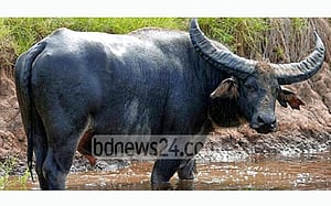 টাঙ্গাইলে মহিষের আক্রমণে নারী নিহত, মারা হলো মহিষটিও