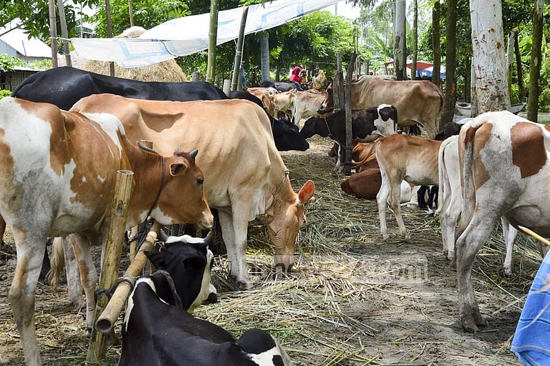 People of Brahmangaon, along with their livestock, take shelter as the Padma River swelled with an onrush from the upstream, threatening a riverside community.
