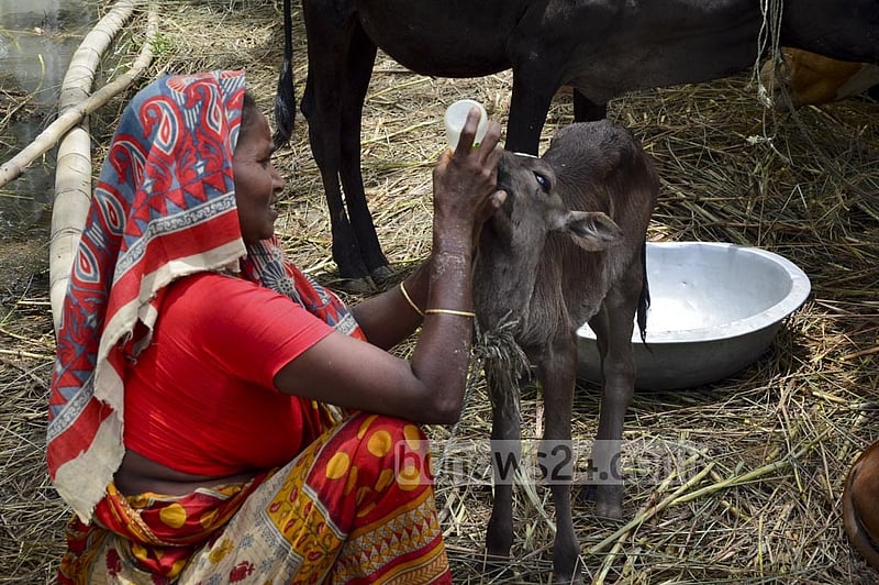 A woman takes care of a calf on the Brahmangaon Char, a small island in Munshiganj’s Louhajang Upazila. Flash floods have damaged her home.
