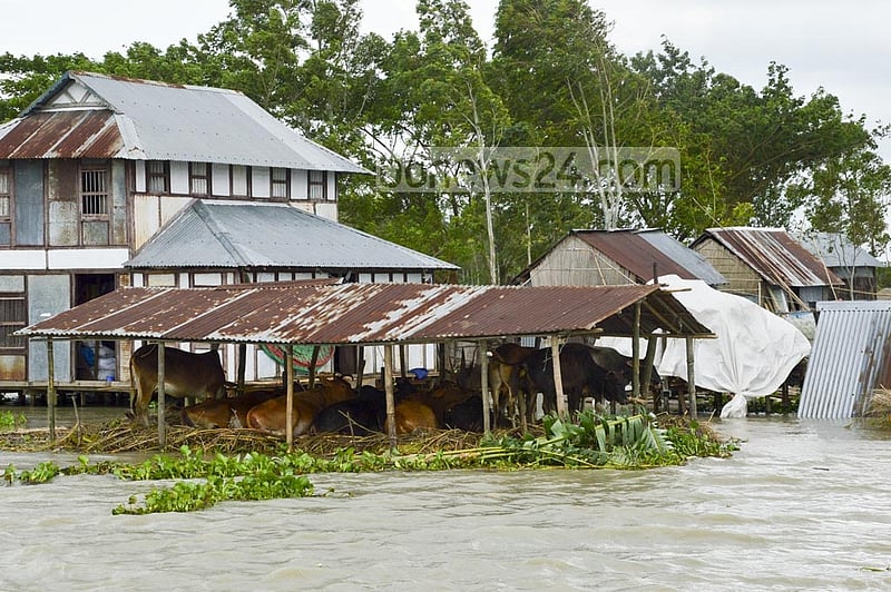Floods submerged many houses on the Brahmangaon Char, a small island in Munshiganj’s Louhajang Upazila, leaving many residents marooned.