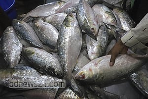 ইলিশের দাম যে কারণে গুরুত্বপূর্ণ
