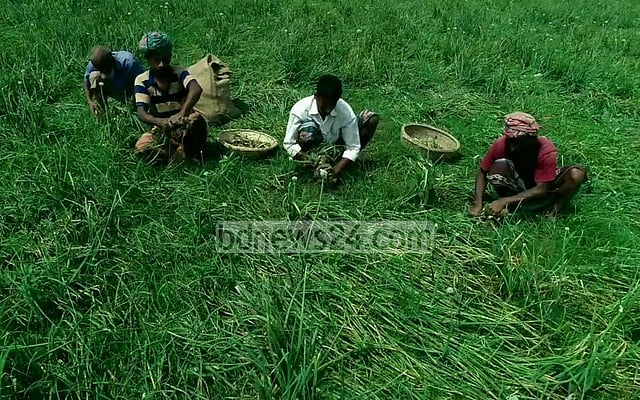 গ্রীষ্মকালীন পেঁয়াজ আবাদে ১৬ কোটি টাকা প্রণোদনা