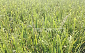 বোরো ধানে আগেই চিটা, নতুন শঙ্কা ‘হিট শক’